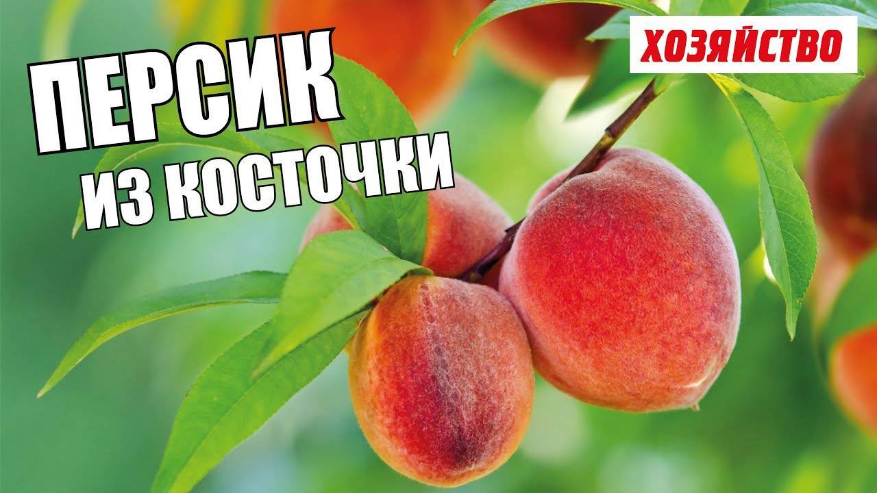 5 лучших сортов инжирного персика: польза и вред, посадка и уход