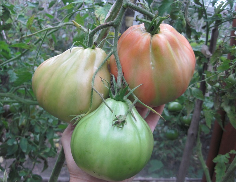 «большая мамочка» – большой урожай томатов