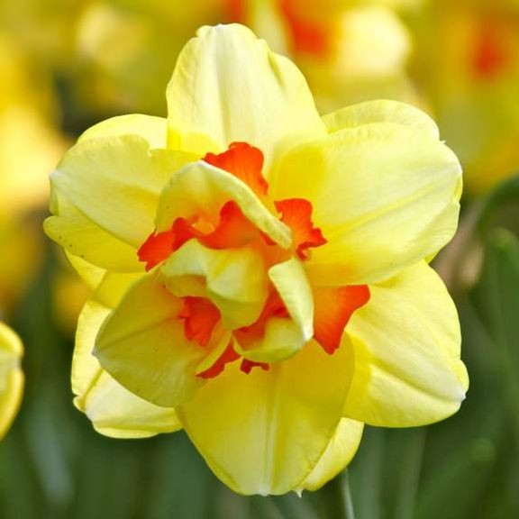 Нарцисс таити, описание и особенности цветка