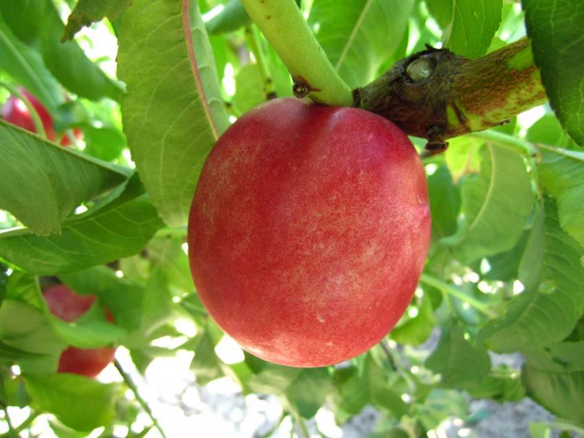 Самые необычные гибриды абрикоса, персика, сливы и яблока - сад и огород