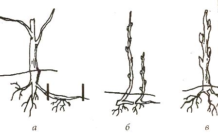 Описание и выращивание войлочной вишни