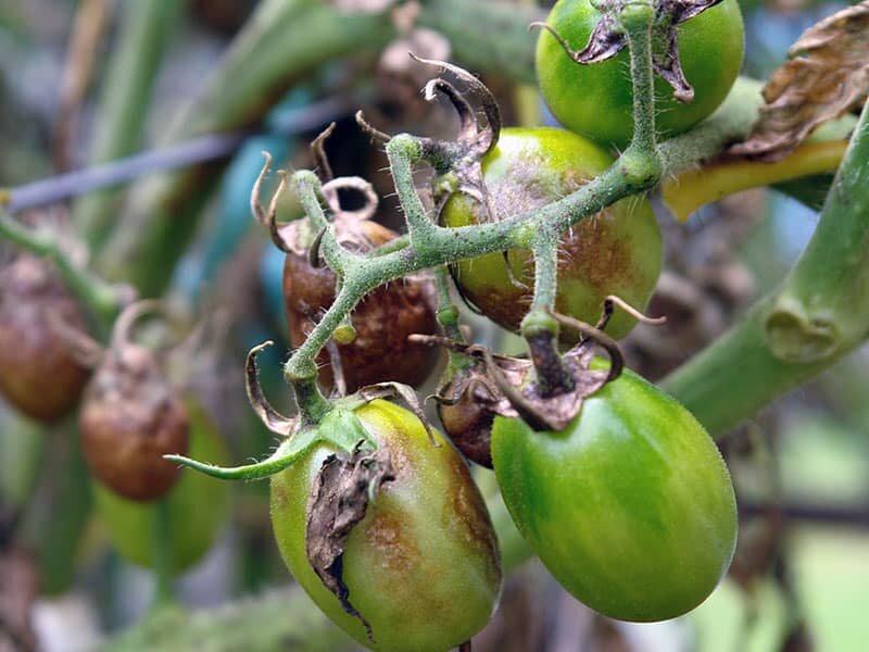Фитофтороз на помидорах как бороться народными средствами
