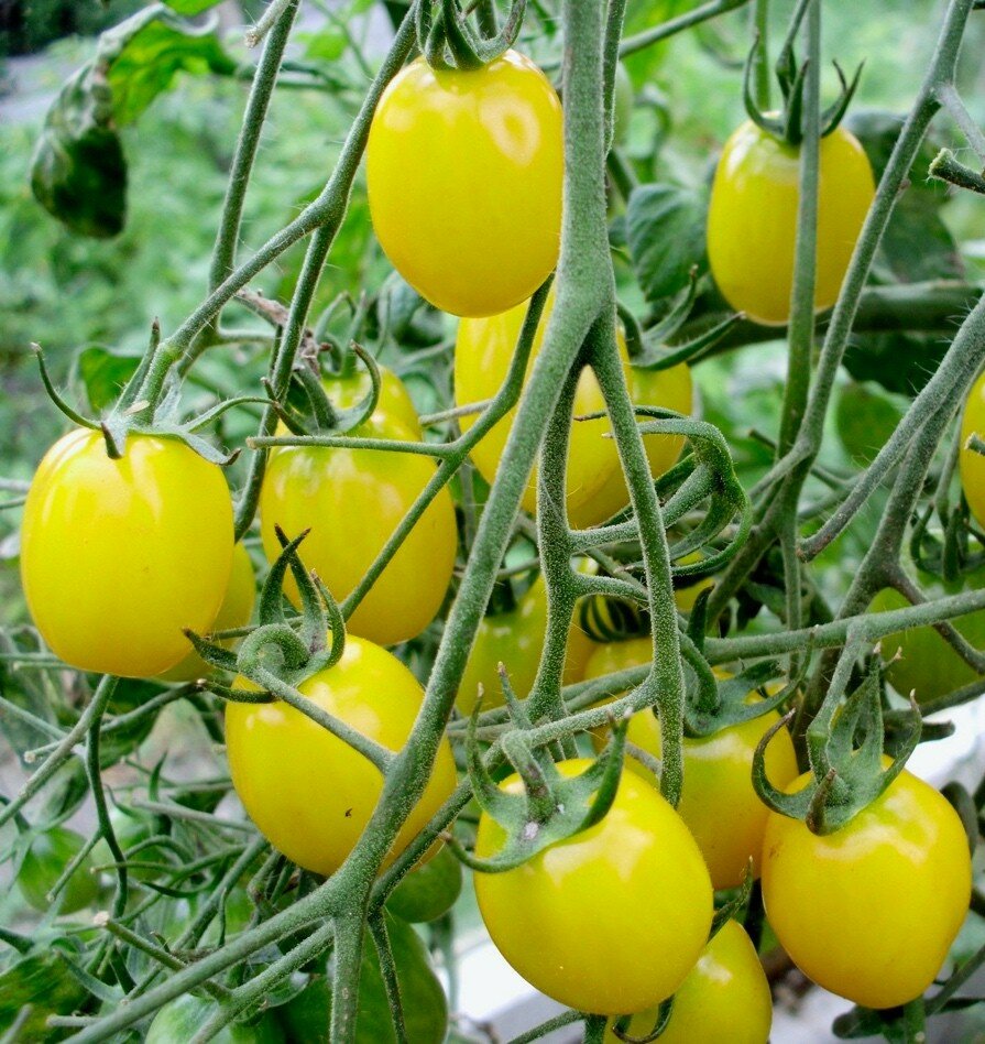 Почему помидоры желтые. Черри Ильди. Томат желтый черри детерминантный. Дулька желтая томат. Томаты Динго желтые.