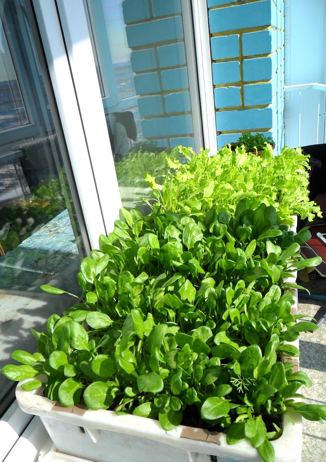 Выращивание петрушки из семян на подоконнике в горшке или на балконе квартиры: пошаговая инструкция как сажать корневую зелень, уход в домашних условиях русский фермер