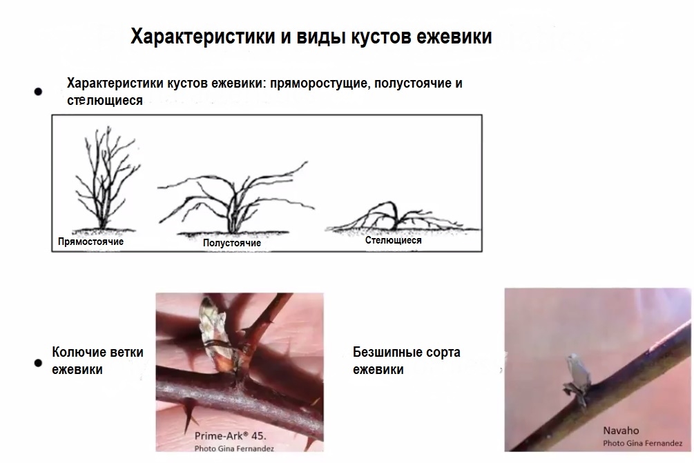 Ежевика обрезка весной для начинающих схема видео