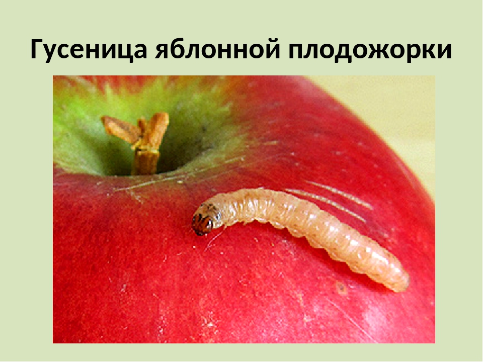 Плодожорка на яблоне – методы борьбы