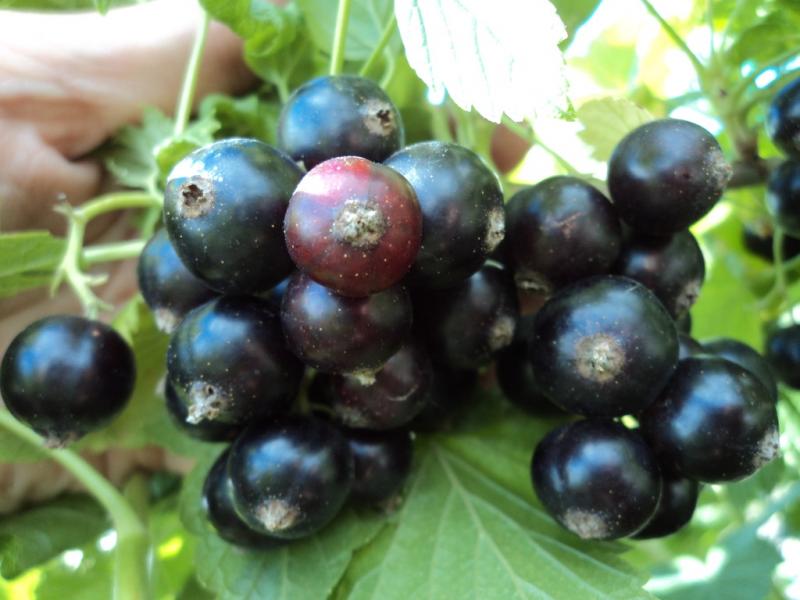Чёрная смородина сорта багира: как вырастить крупноягодный сорт в своём саду
