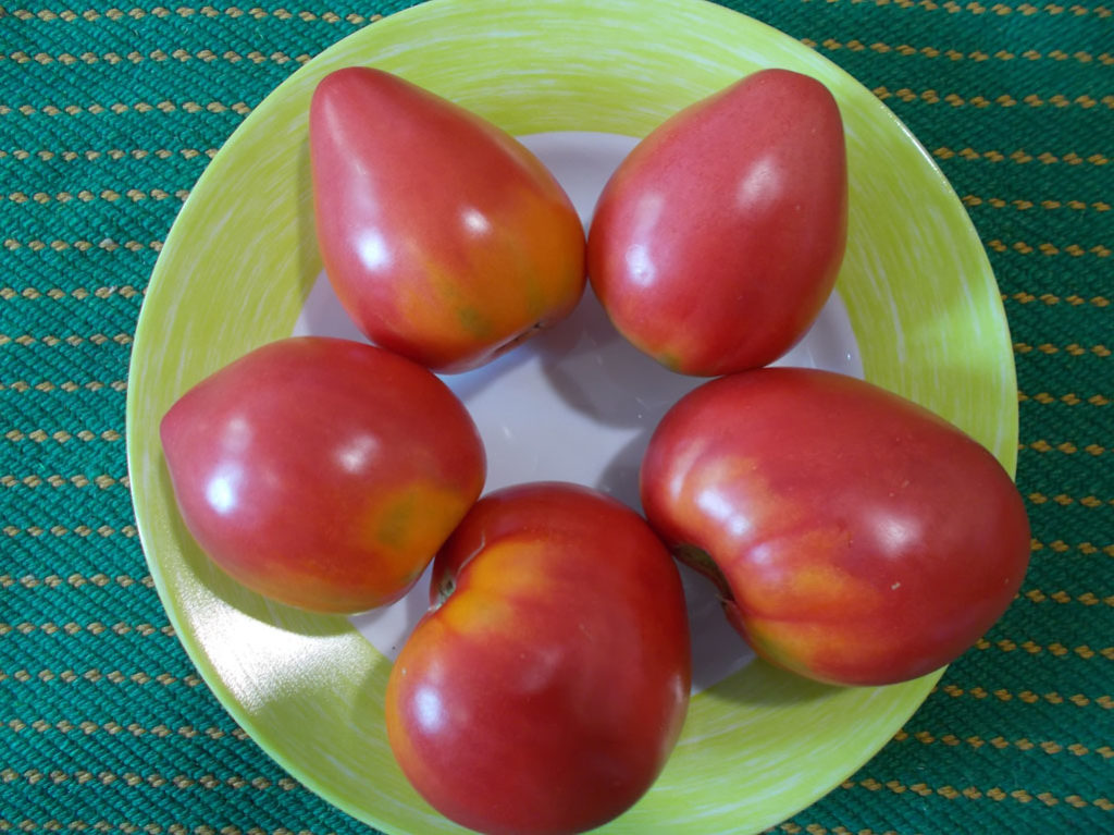 Томат орлиный клюв: описание сорта, характеристика помидор, выращивание, фото и видео