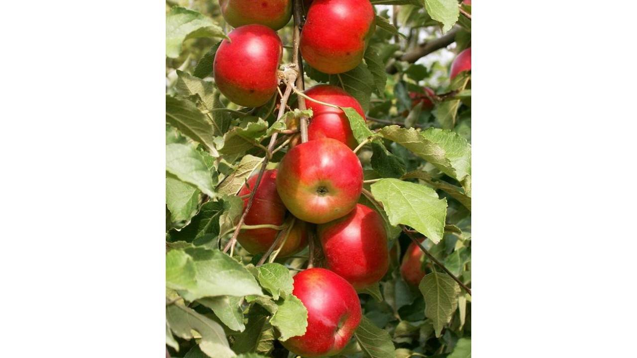 Колонновидная яблоня сорта останкино — украшение вашего сада