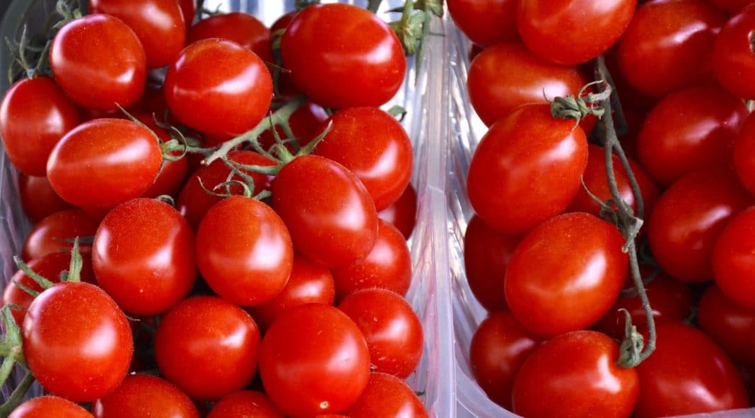 30 лучших сортов томатов для засолки и консервирования