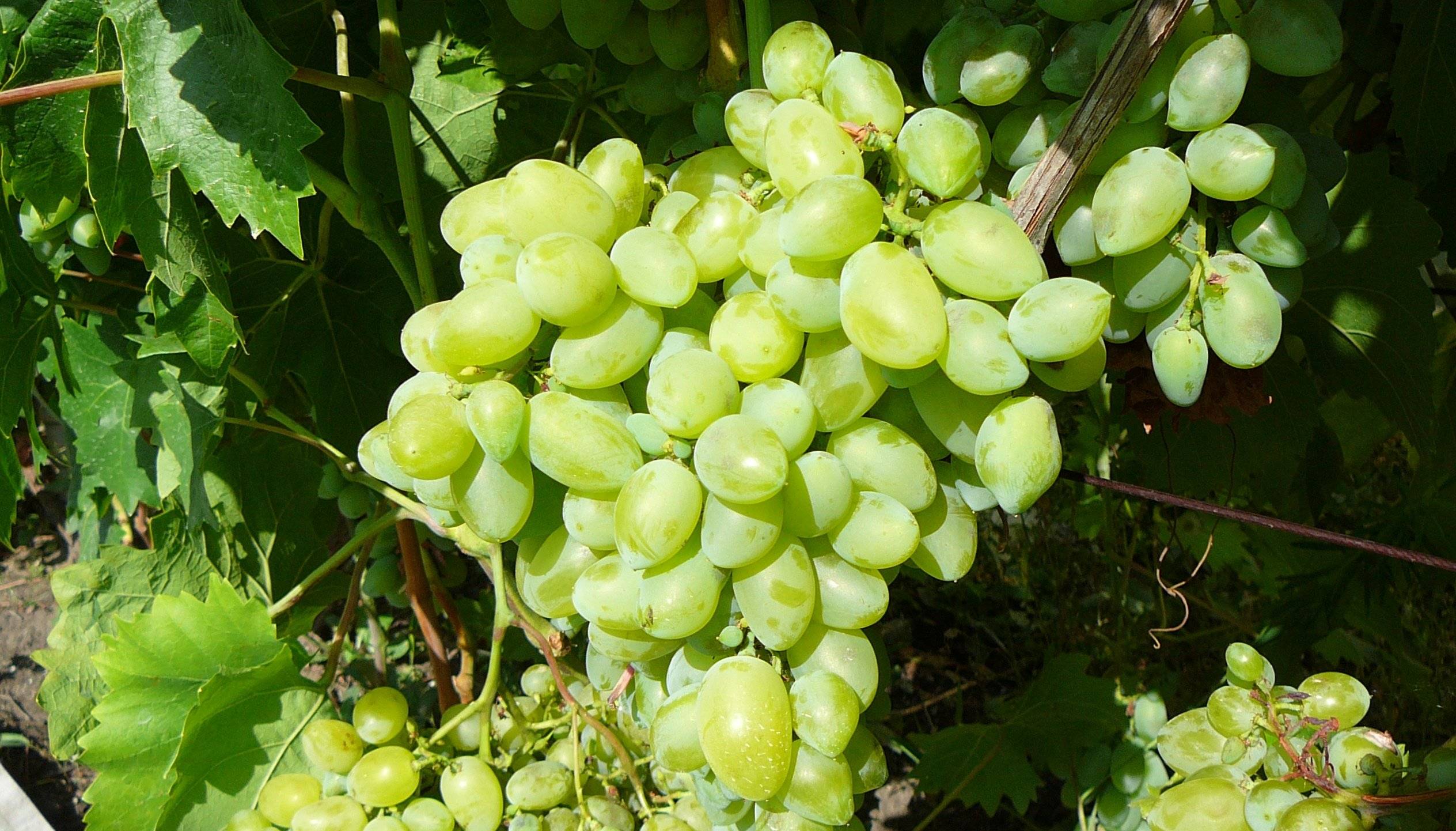 Виноград валек: описание сорта с характеристикой и отзывами, особенности посадки и выращивания, фото