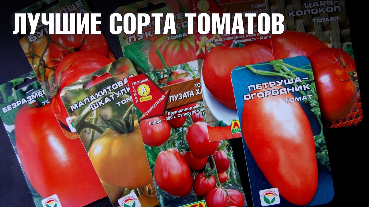 Как выбрать помидоры голландской селекции?