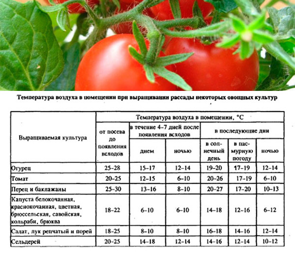 Какую температуру выдерживает рассада томатов на балконе. оптимальная температура для рассады на разных этапах выращивания