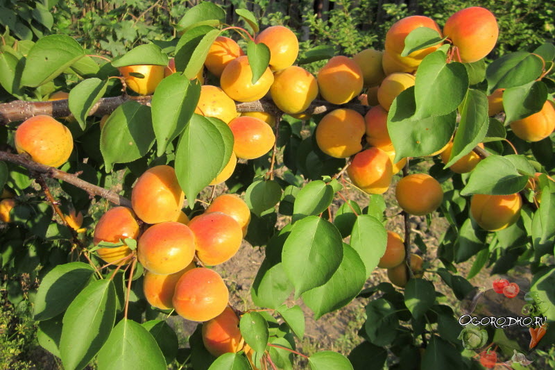 Сорта абрикоса для подмосковья: обзор самых урожайных
