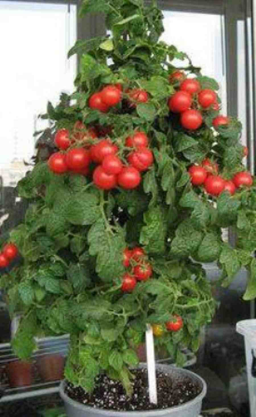 Как вырастить томаты в домашних условиях на подоконнике?