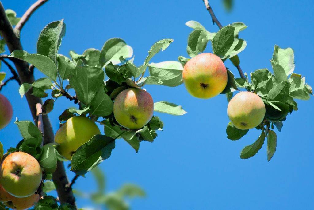 Яблоня титовка: особенности сорта и ухода
