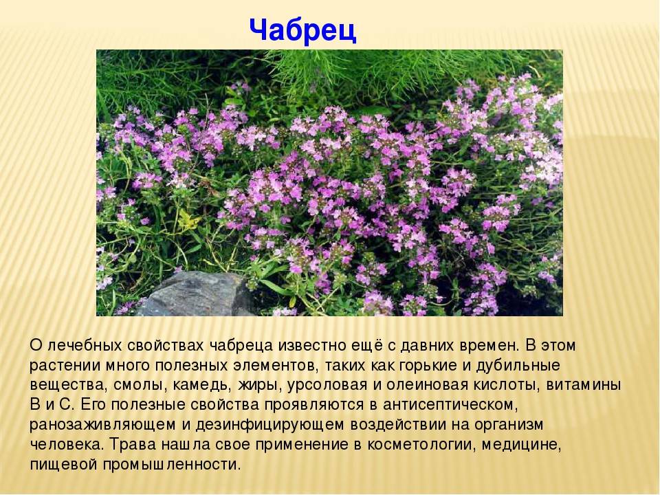 Тысячелистник – уникальный дар природы