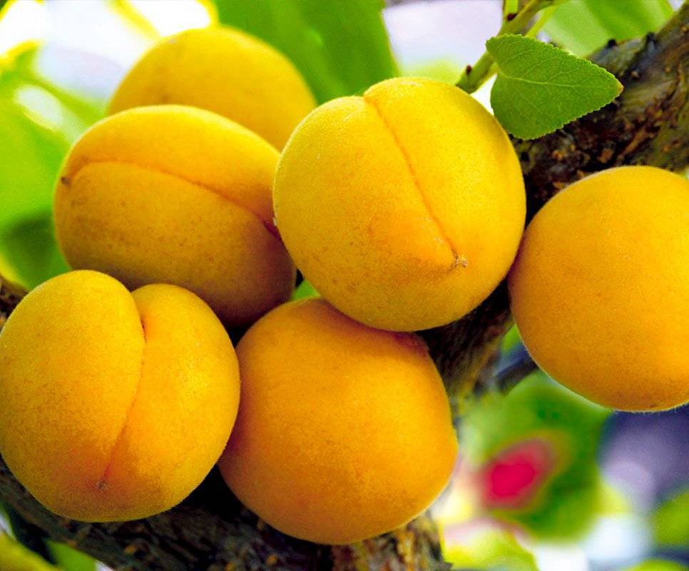 Лучшие морозостойкие и неприхотливые сорта абрикосов для подмосковья: название и описание, отзывы садоводов