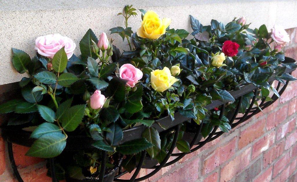 Роза «кордана»: описание и рекомендации по выращиванию