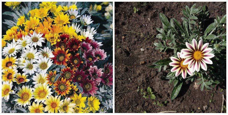 Цветок гацания: посадка и уход в открытом грунте, виды и сорта с фото