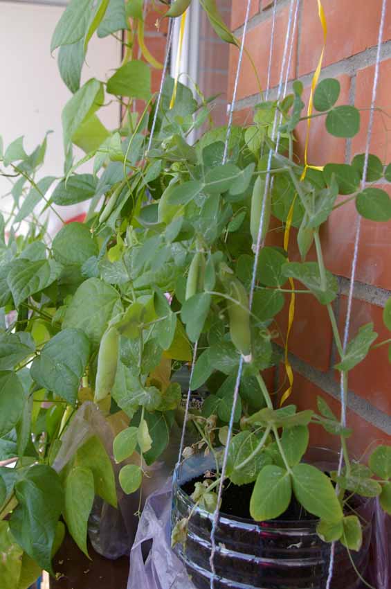 Зелень на балконе: секреты выращивания зелени и овощей