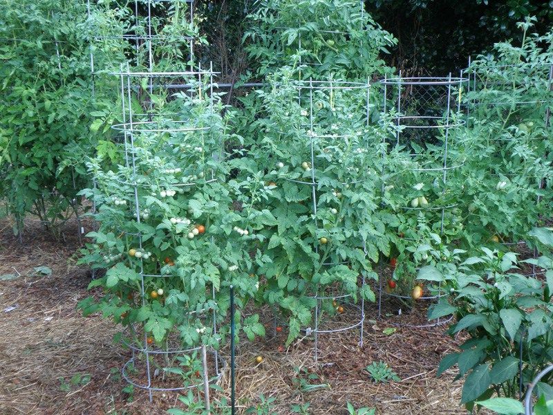 Посадка семян помидоров на рассаду: когда сажать, сроки, лучшие способы, пошаговая инструкция, особенности выращивания, уход и высадка в открытый грунт