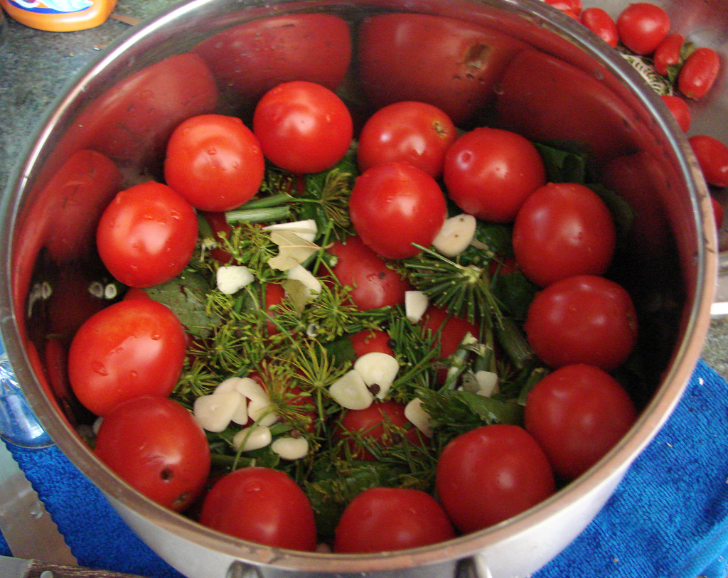 Рецепты малосольных помидоров: быстрое приготовление в кастрюле