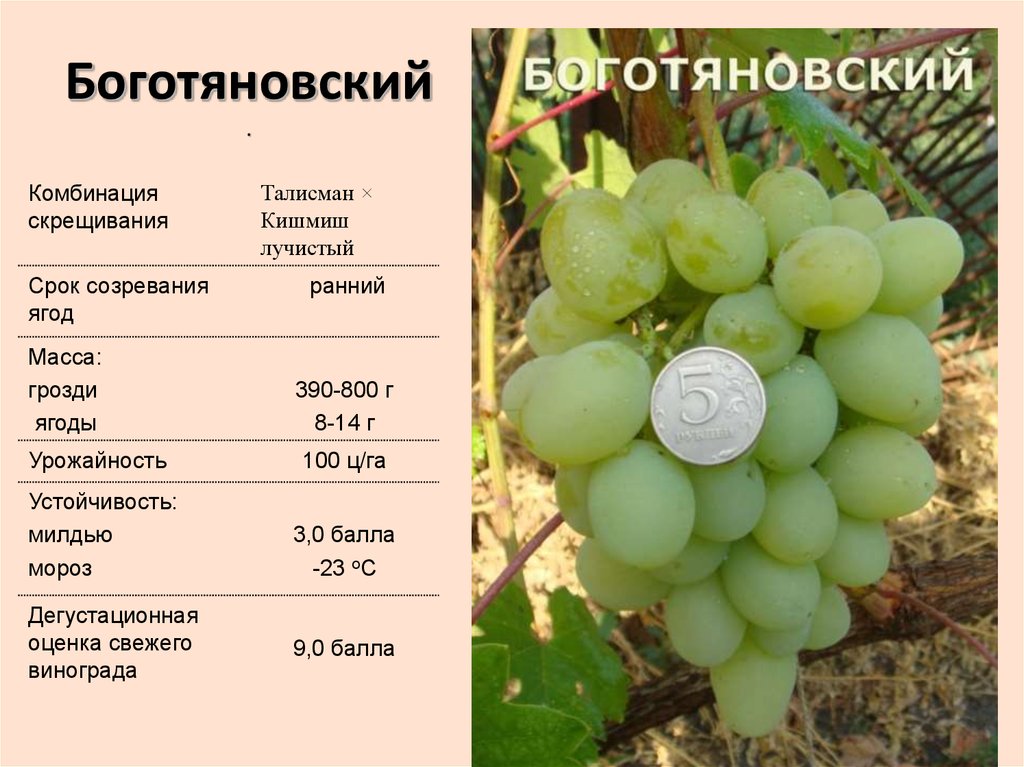 Плодовый виноград ливия: описание, характеристика, основные моменты выращивания