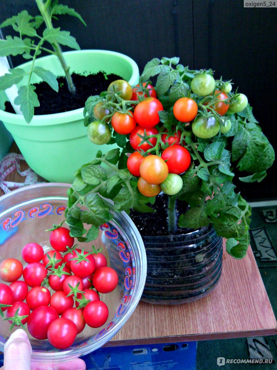 Выращивание помидоров бонсай дома на подоконнике и на балконе: особенности сорта томатов, а также рекомендации по выбору горшка и почвы, советы по посадке и уходу русский фермер