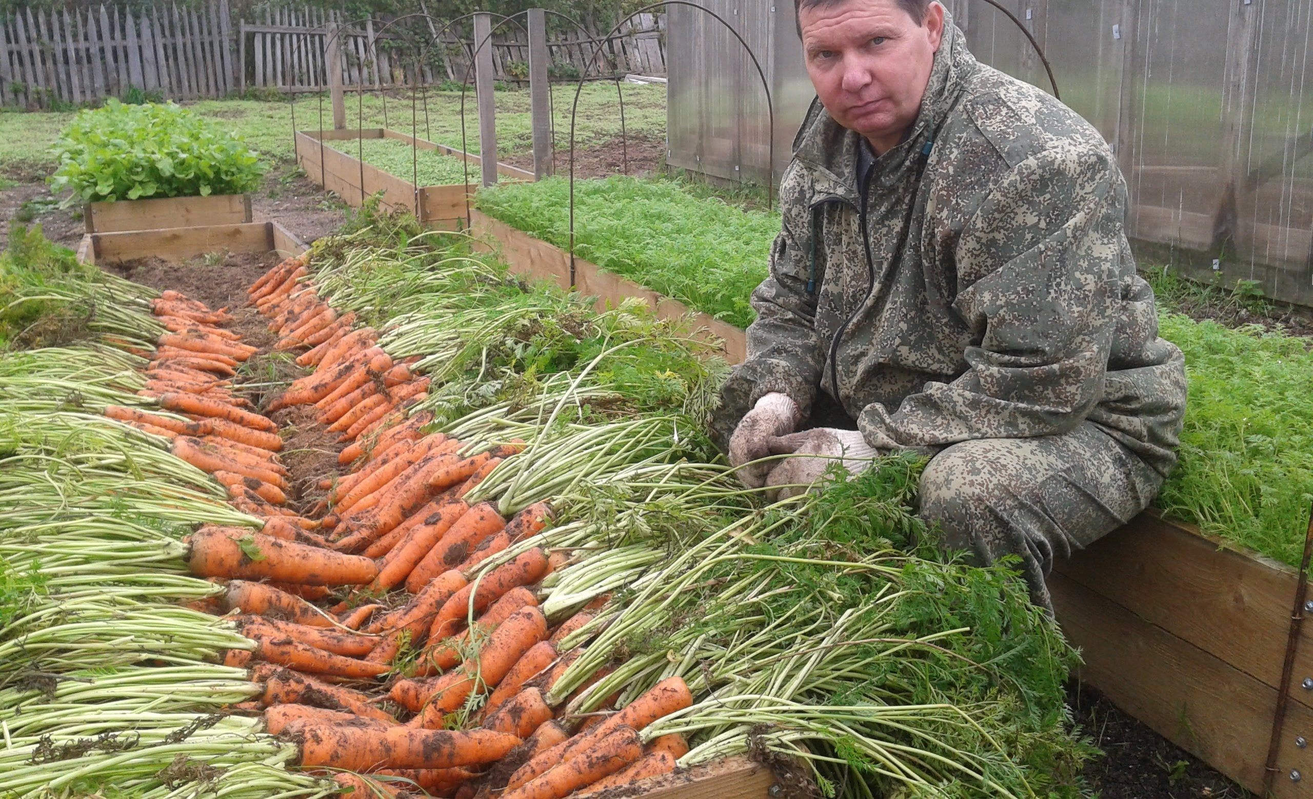 Кучерявится морковь: советы по спасению урожая