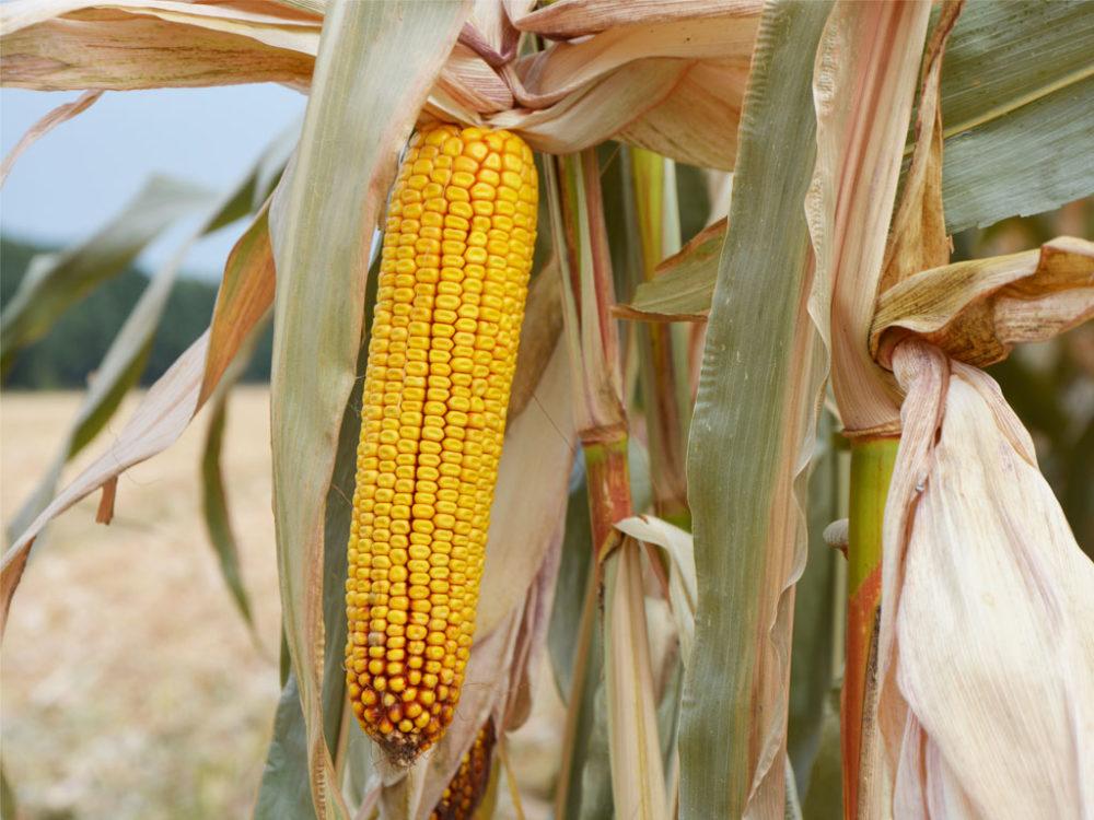 Какие бывают сорта кукурузы и как выбрать самый лучший для себя