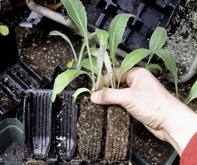 Как вырастить на даче артишок: посадка из семян и уход в домашних условиях