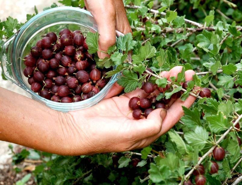 Крыжовник: сбор урожая, когда и как собирать на варенье, чтоб не уколоться, быстро, приспособления для сбора ягод