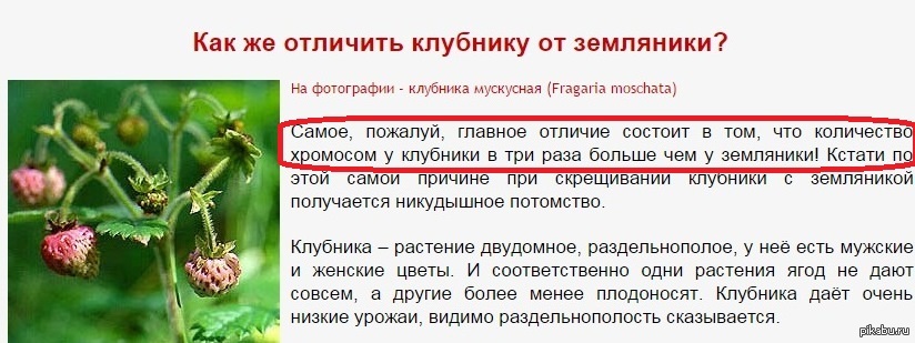 Как отличить клубнику от земляники по листьям фото и описание