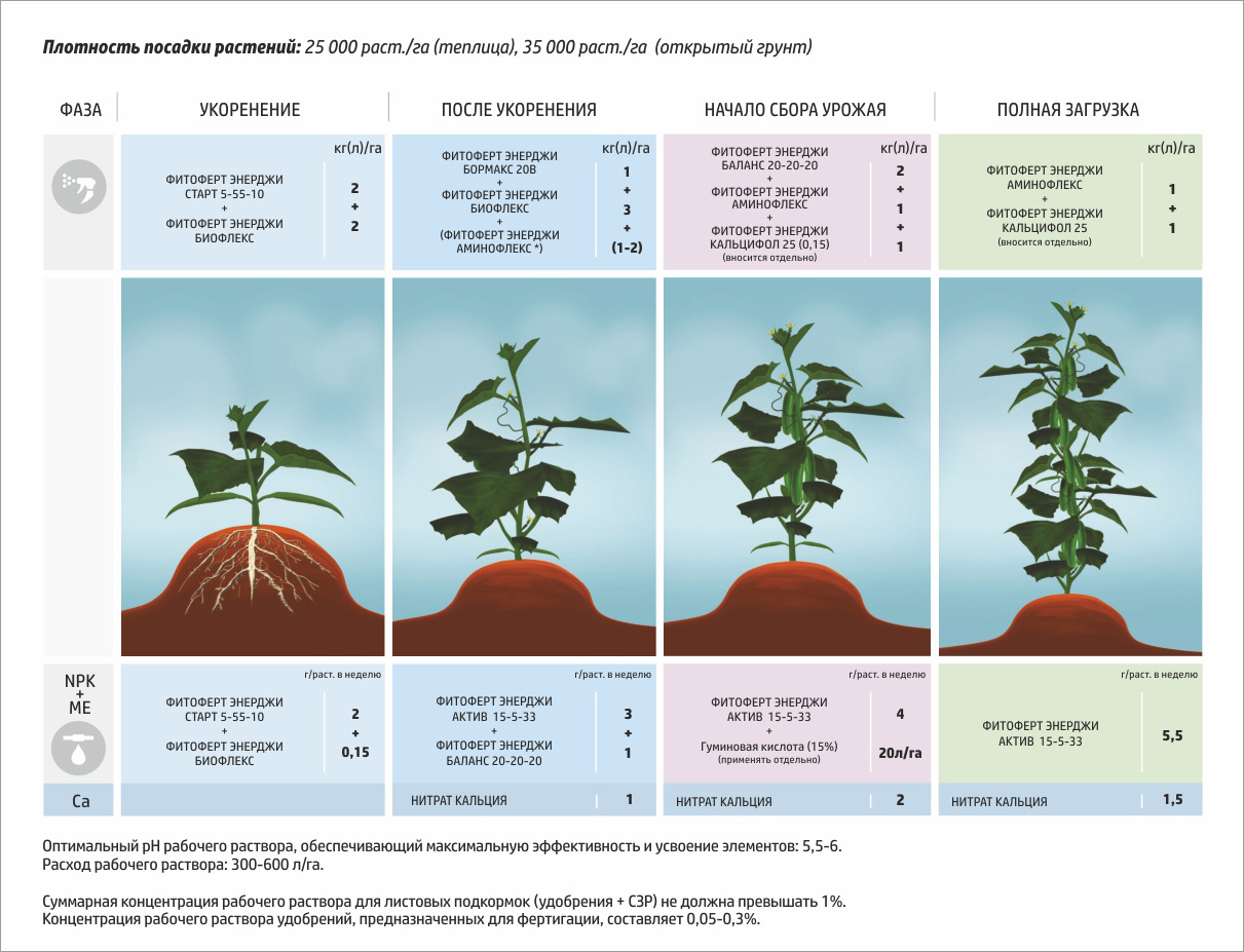 Арбуз: выращивание из семян рассадой, посадка и уход в открытом грунте, фото