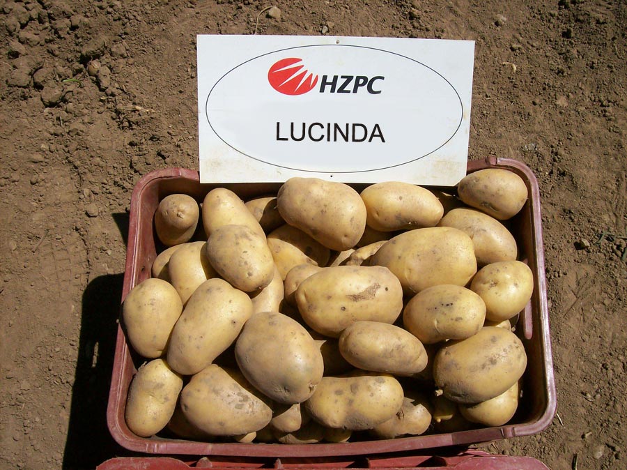 Сорт картофеля ароза: характеристика, описание с фото, отзывы