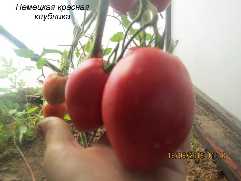 Томат Немецкая Оранжевая Клубника Отзывы Фото