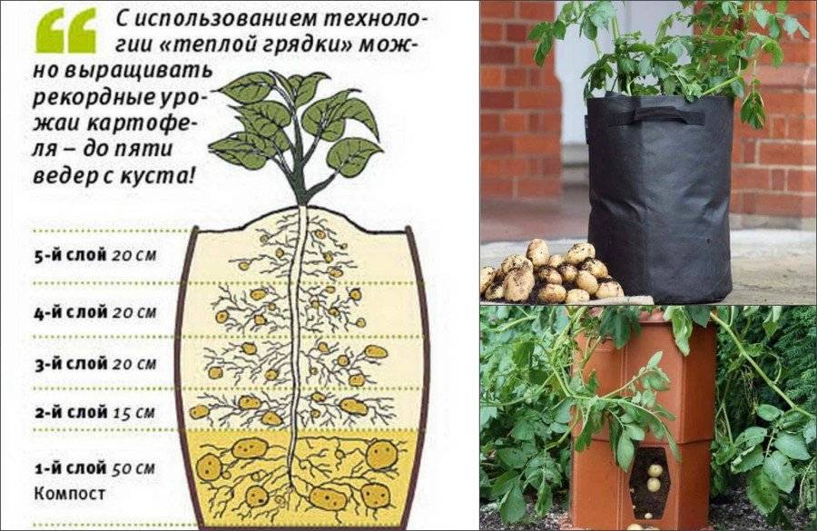 Как растет картошка под землей картинки