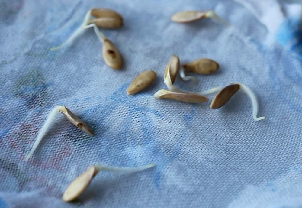 Как быстро прорастить семена огурцов для посадки в домашних условиях