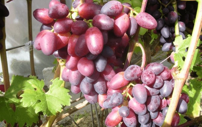 Подробное описание сорта винограда "байконур", фото, видео