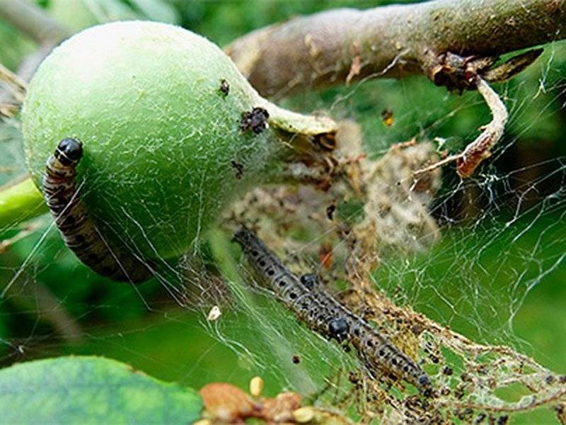 О паутинном клеще на яблоне: как бороться с вредителем, чем обрабатывать дерево
