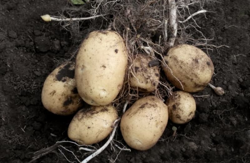 Характеристики картофеля гулливер