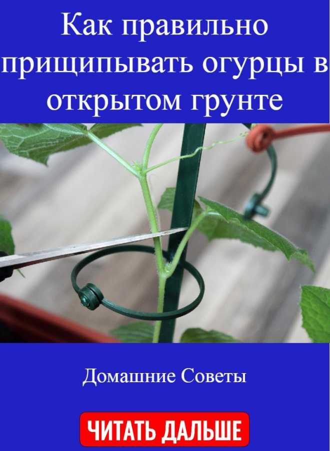 Как прищипывать огурцы в открытом грунте пошаговое фото