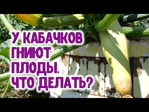 Почему гниют кабачки в теплице: правильный уход и выращивание с фото