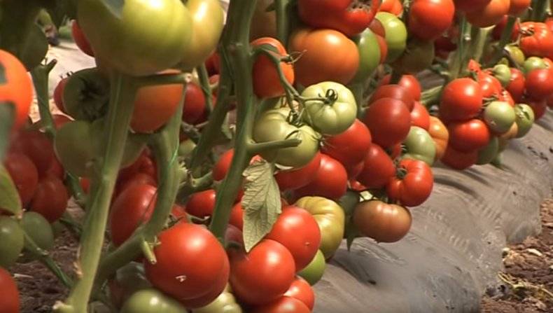 Разновидности томатов кировской селекции для выращивания в теплице и открытом грунте