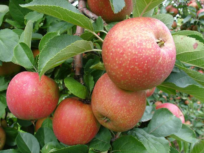 Почему яблоня не цветет и не плодоносит 3, 4, 5 лет: причины и советы