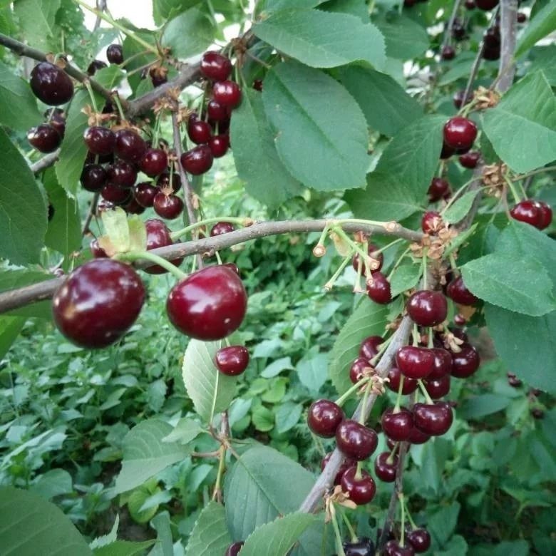 Описание сорта вишни магалебская и правила выращивания из семян