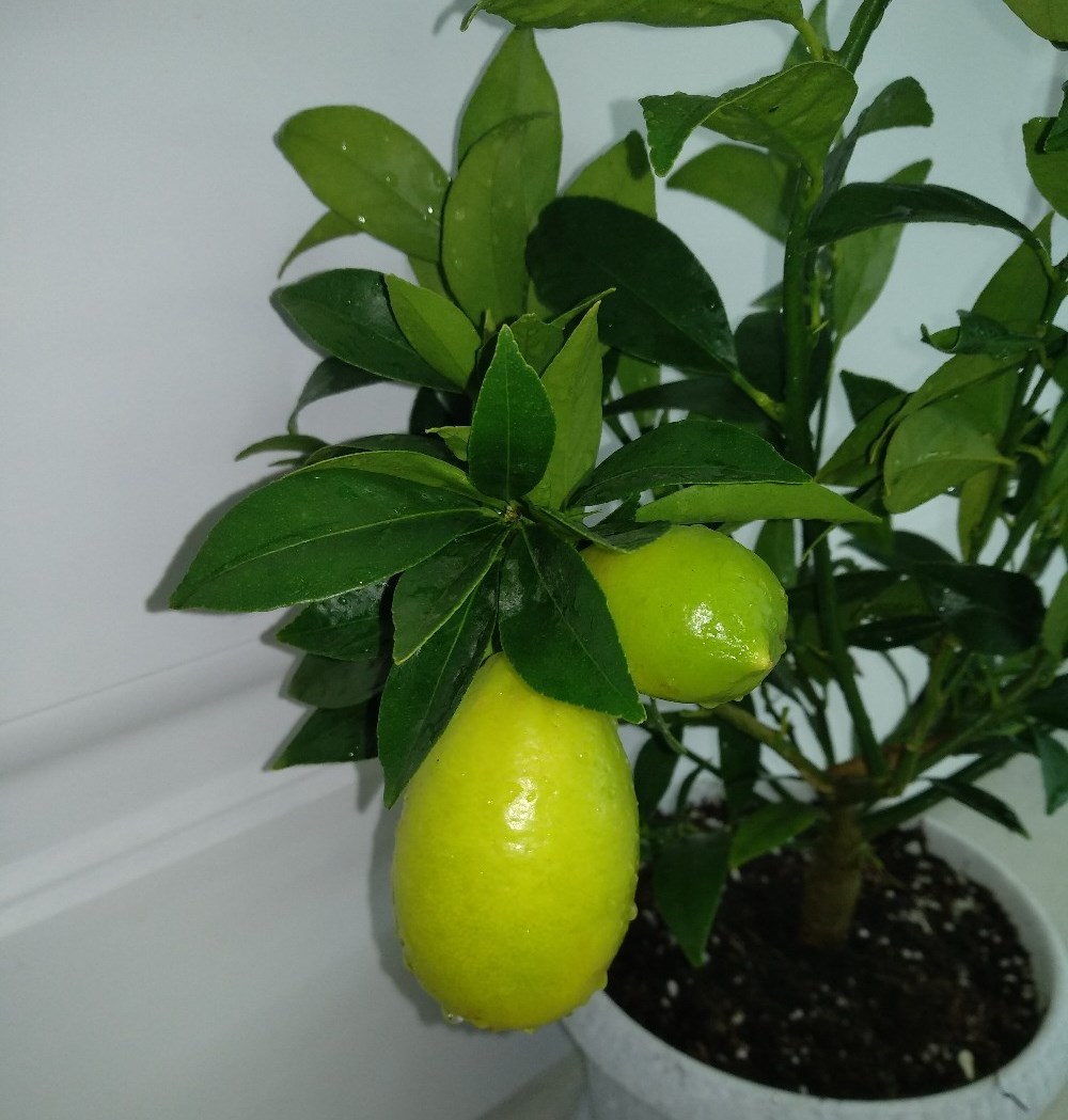 Лимон лунарио - самый распространенный цитрусовый сорт