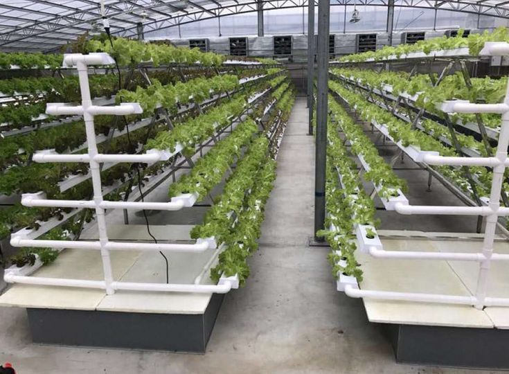 Выращивание клубники на гидропонике: технология установки системы своими руками в домашних условиях