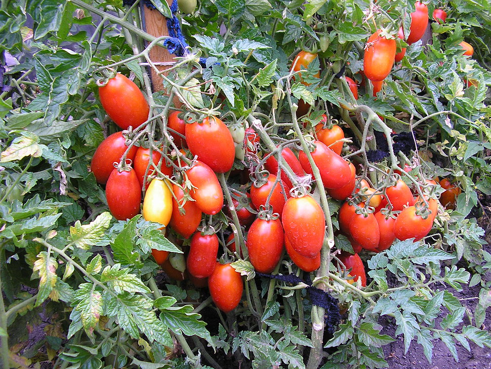Описание томата Серебристая ель, характеристика сорта, выращивание